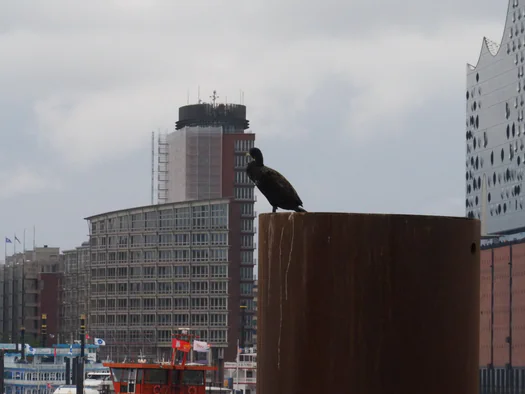 Hamburg (Germany)